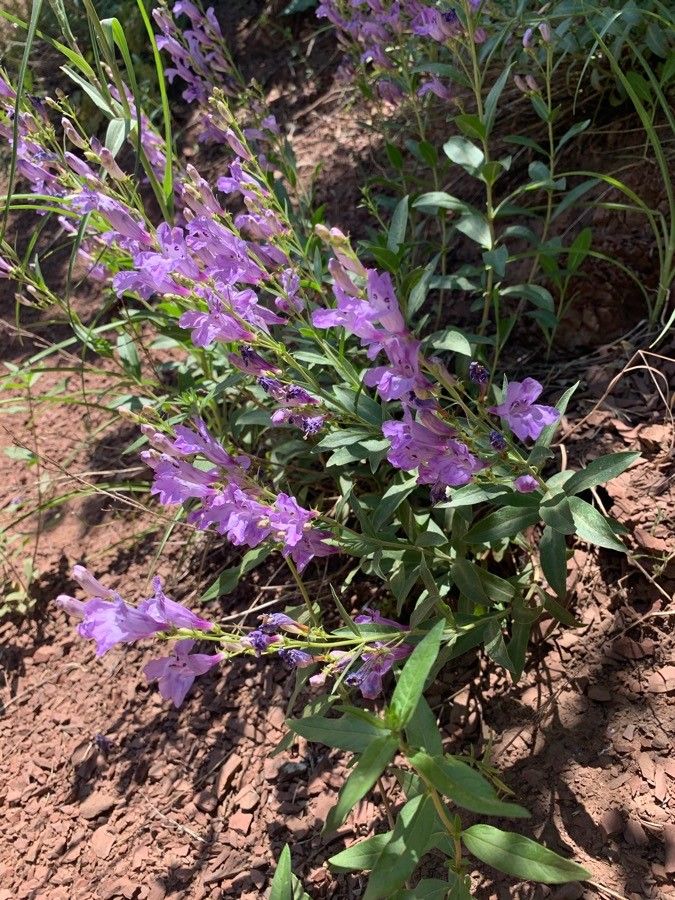 Penstemon barrettiae — search result for 'Penstemon'