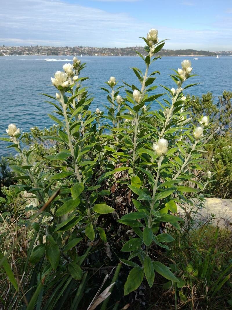 Coronidium elatum habit