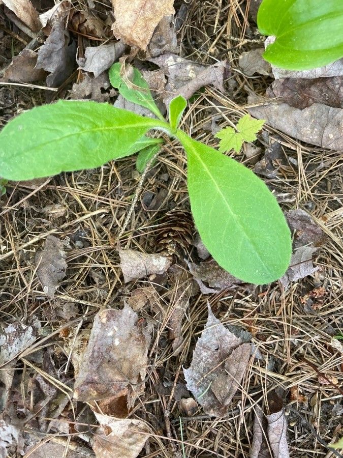 Hieracium albiflorum leaf