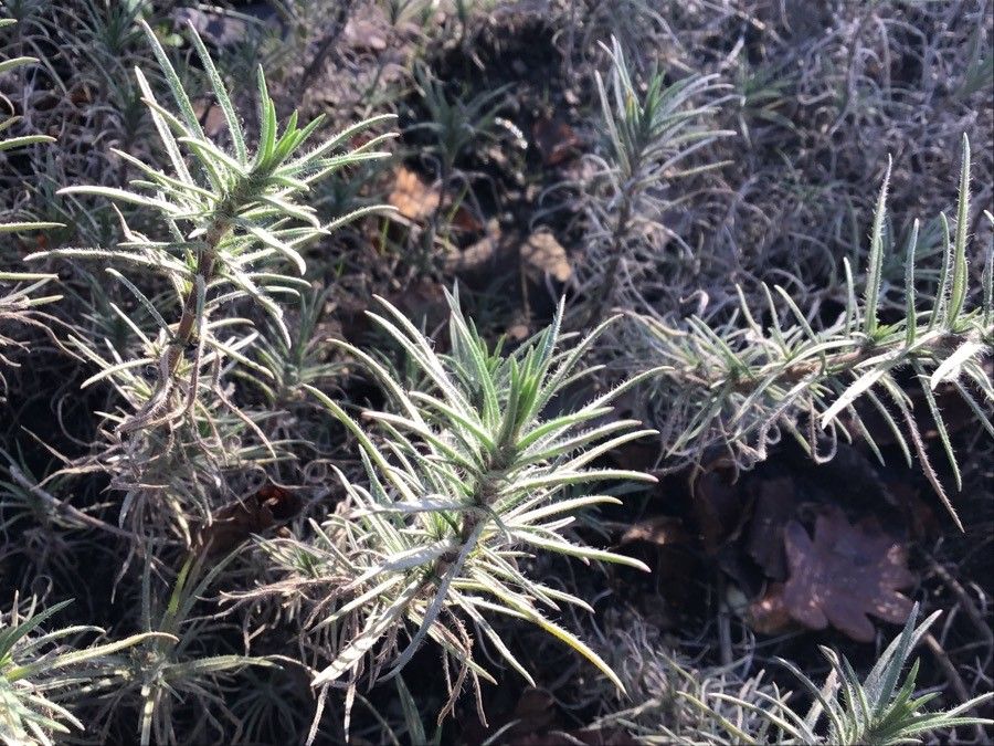Plantago sempervirens leaf