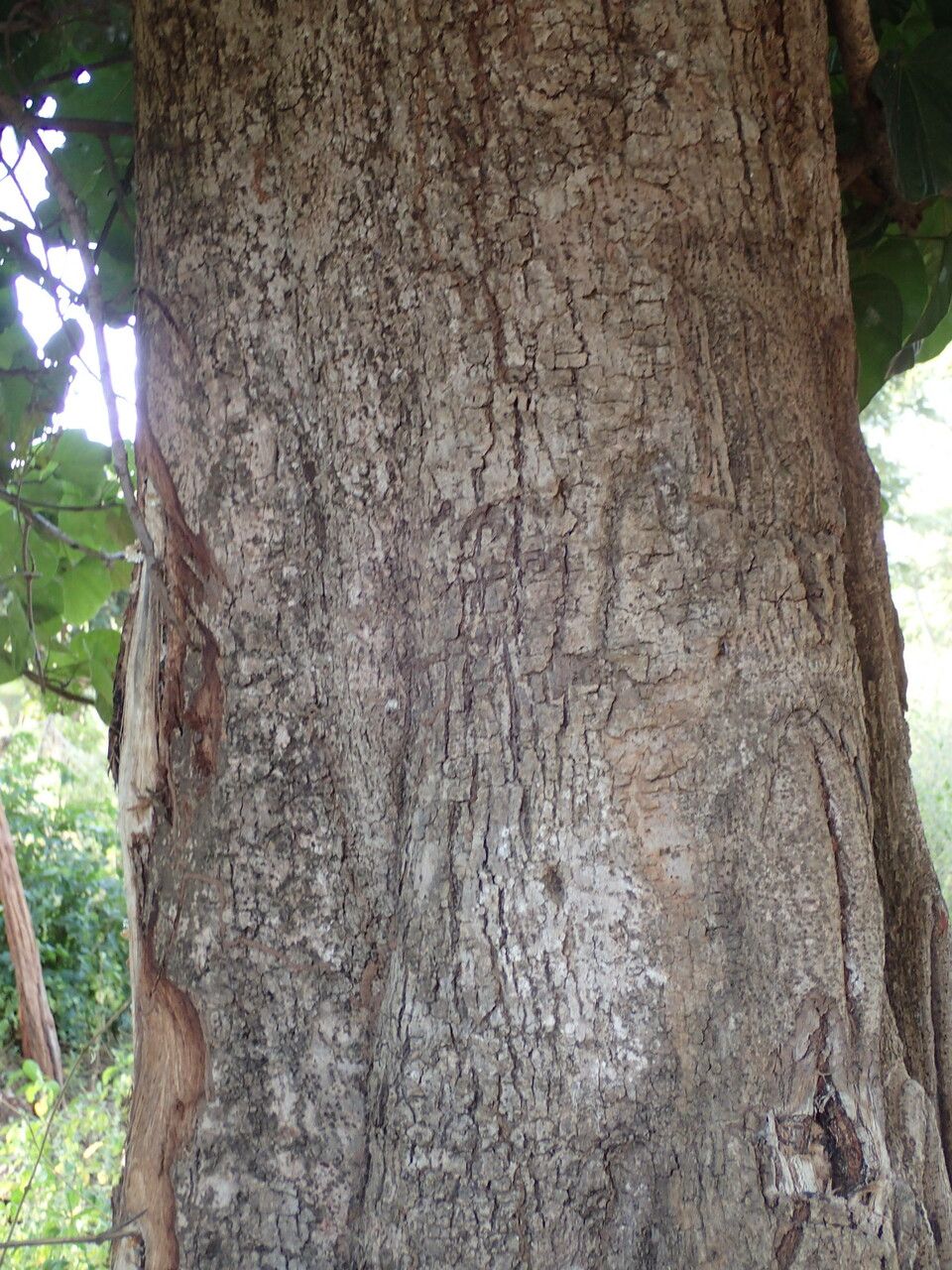 Cola cordifolia bark