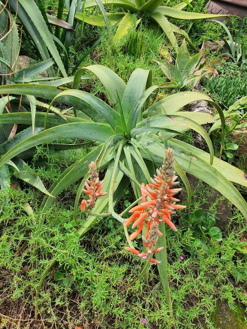 Aloe pulcherrima — houseplant care guide