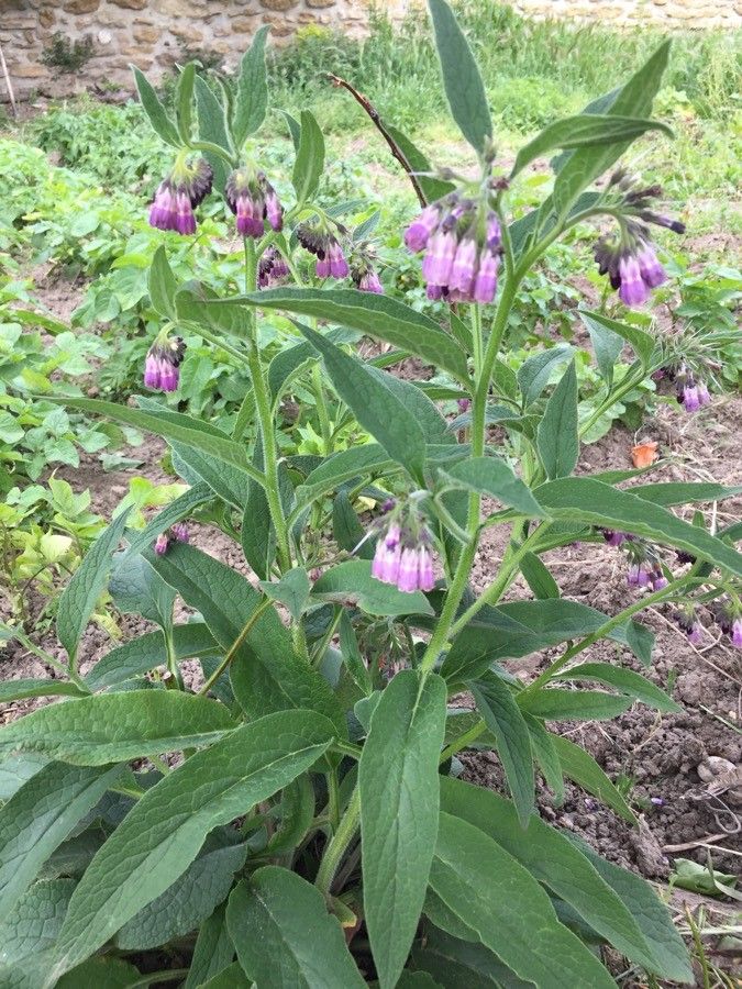 Symphytum asperum flower