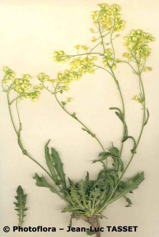 Biscutella intricata — houseplant care guide