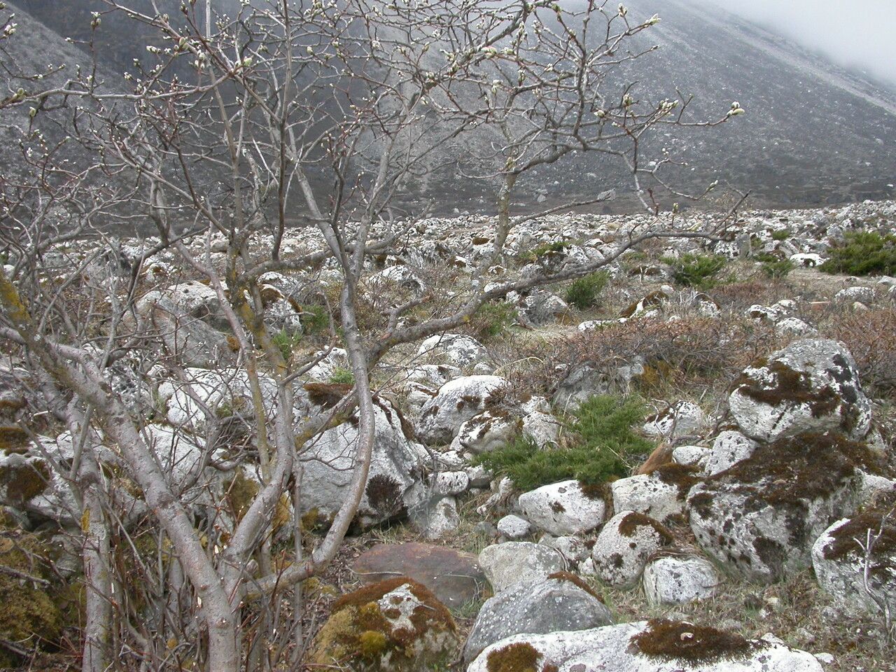 Salix sikkimensis other