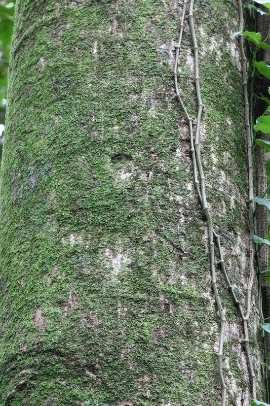 Hernandia mascarenensis bark