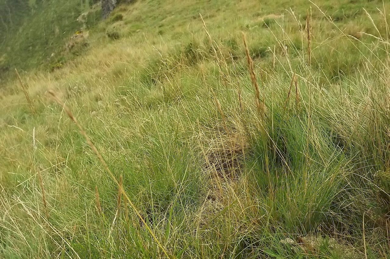 Agrostis curtisii habit
