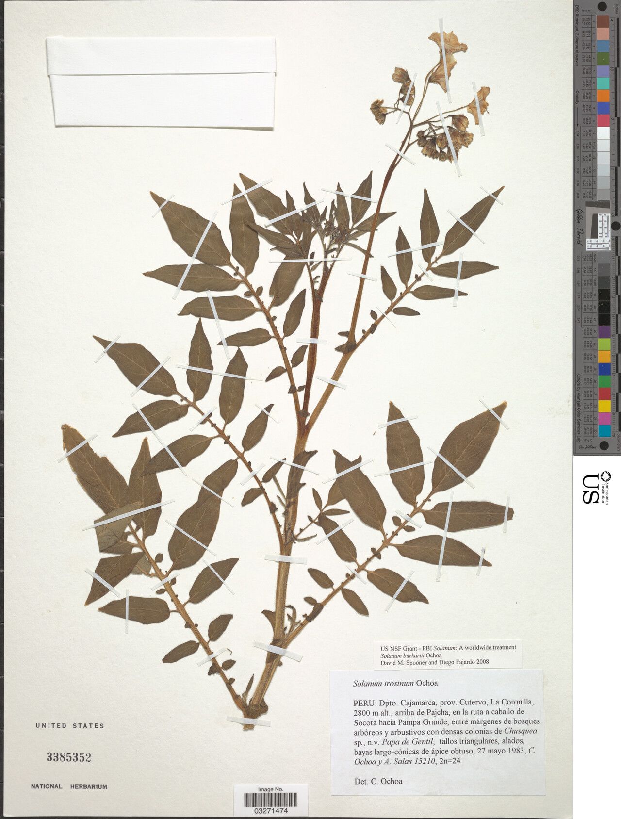 Solanum burkartii — houseplant care guide