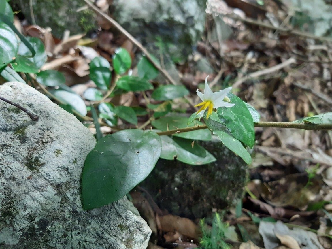 Solanum mentiens flower