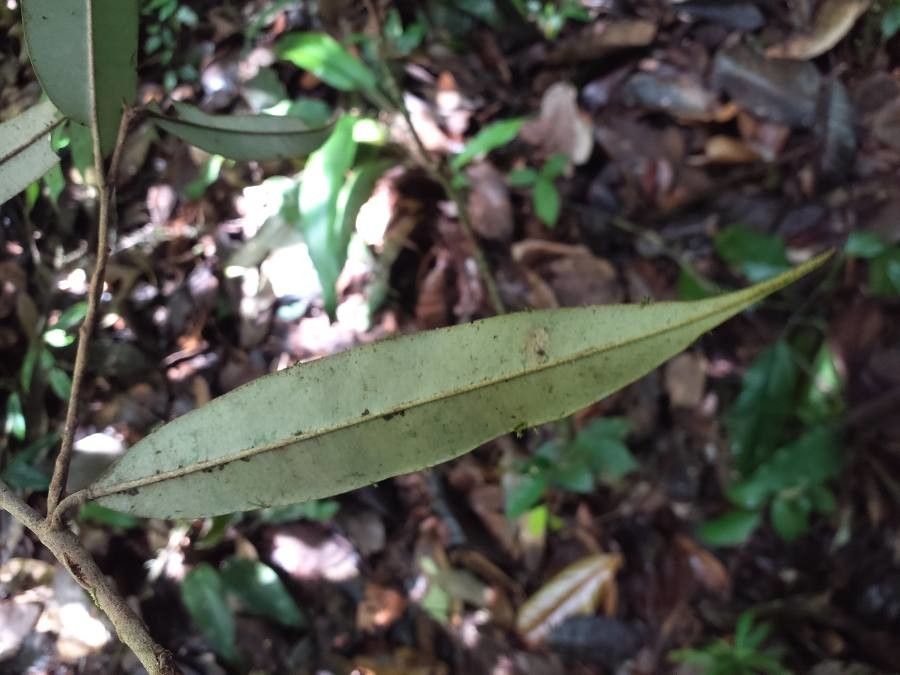 Micropholis sanctae-rosae leaf
