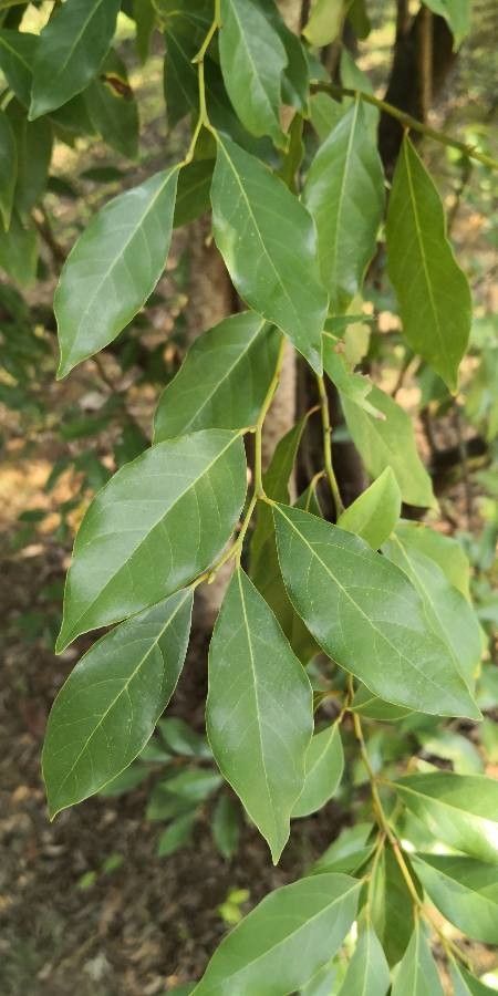 Lindera communis leaf