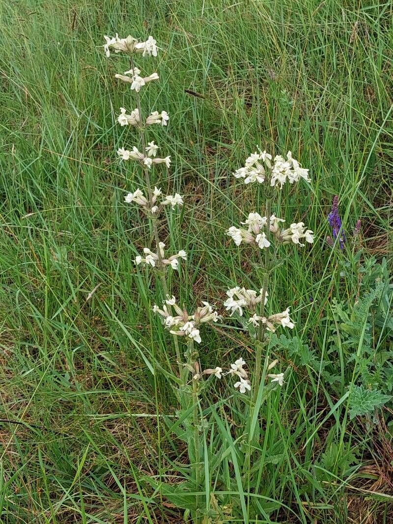 Silene viscosa — houseplant care guide