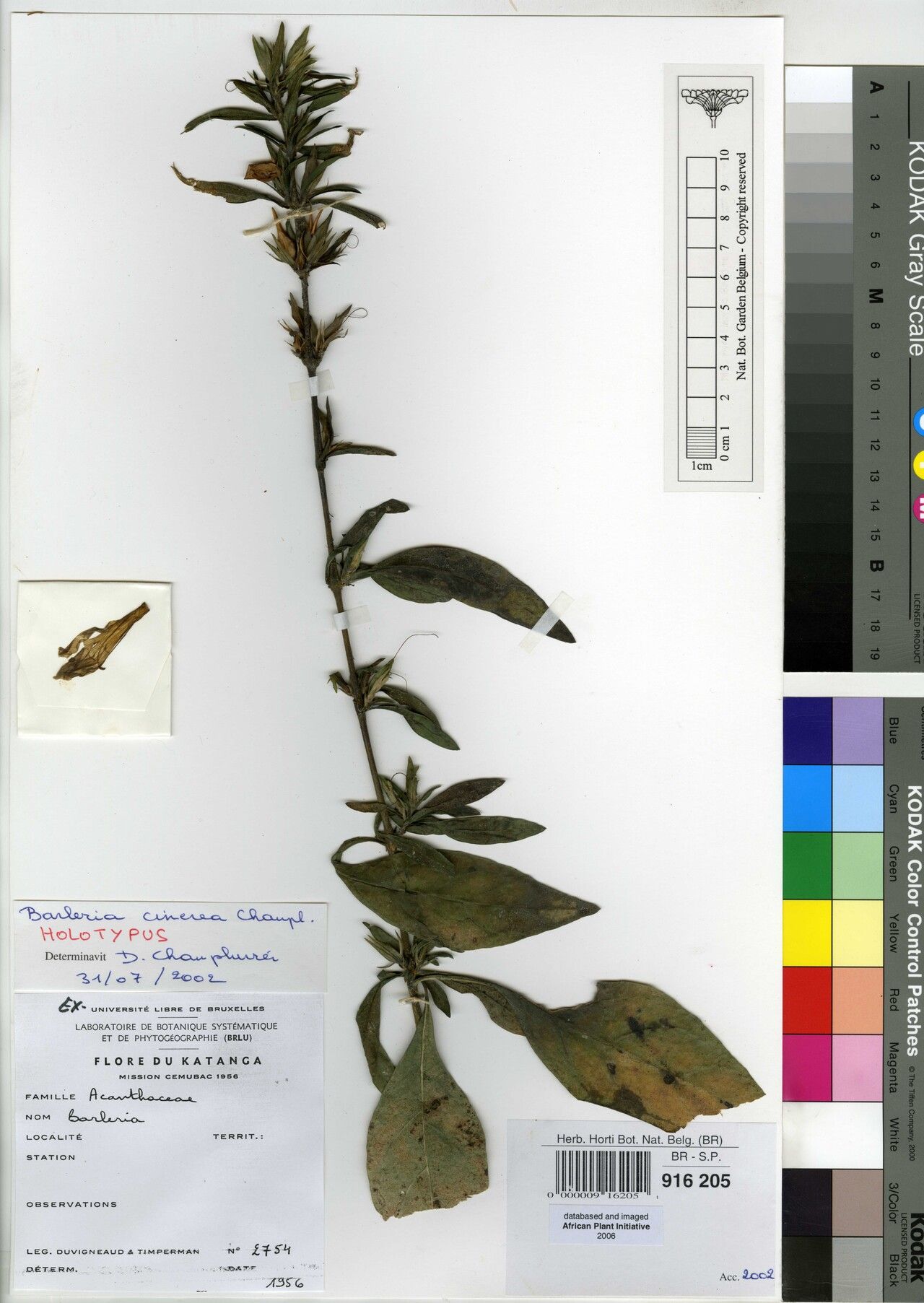 Barleria cinerea — houseplant care guide