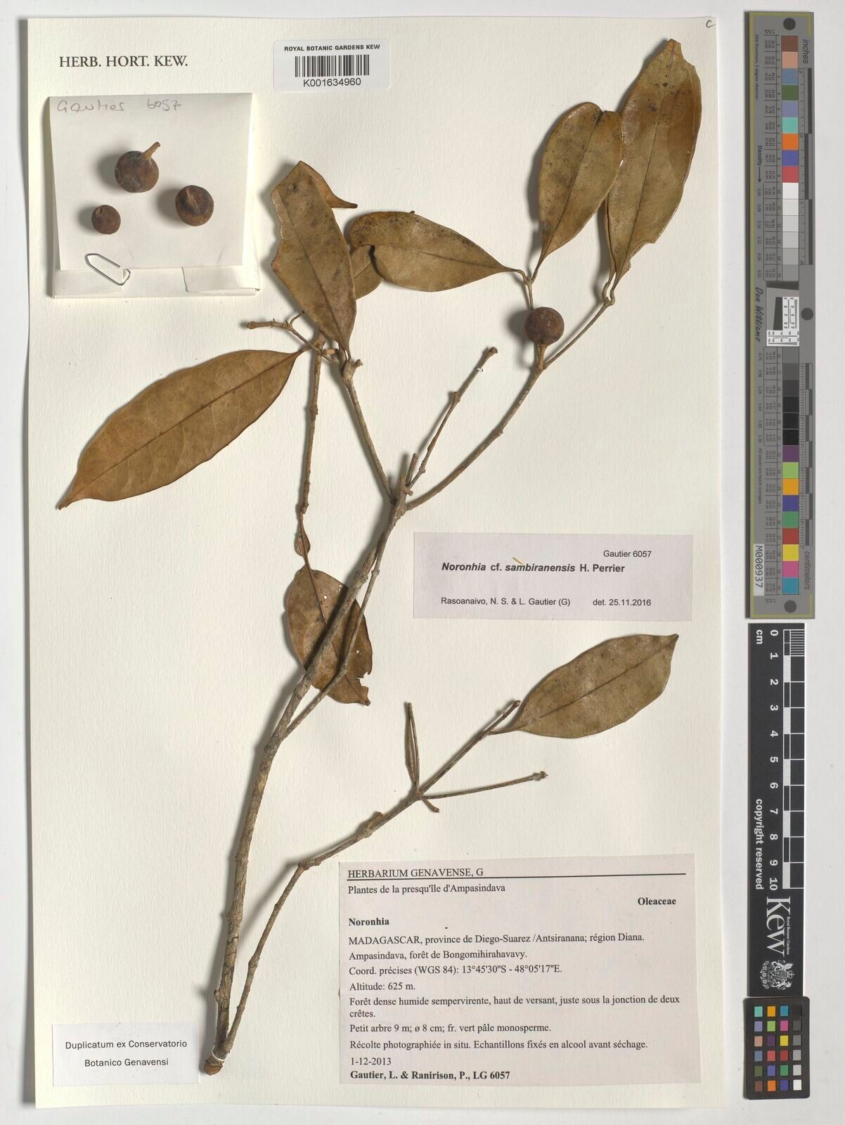 Noronhia sambiranensis — houseplant care guide