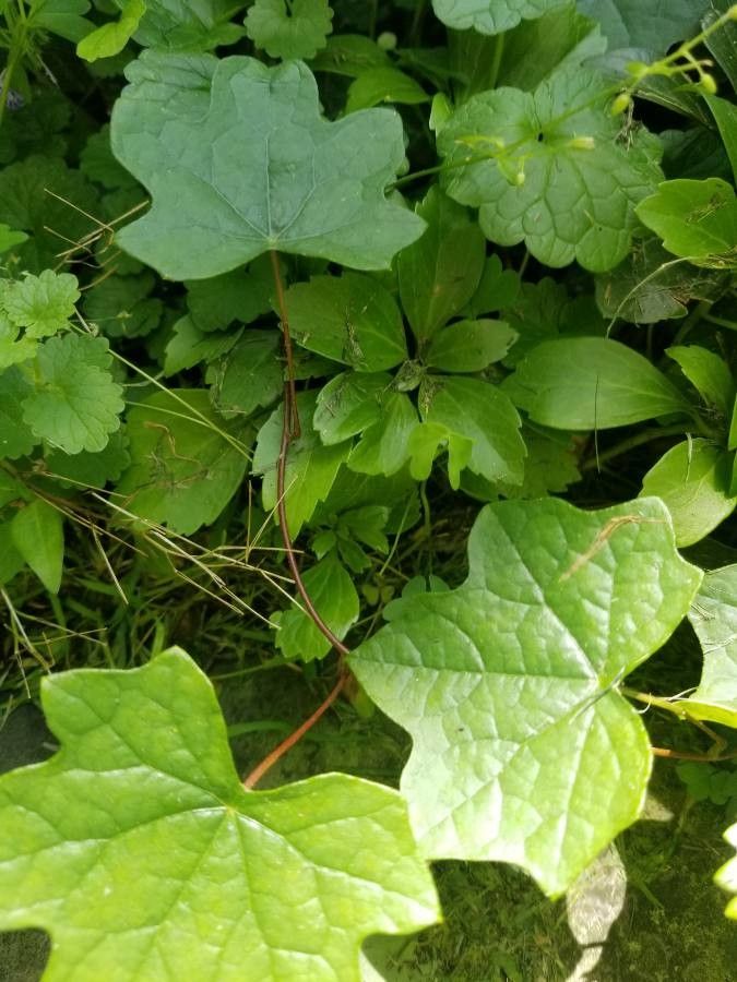 Menispermum canadense bark