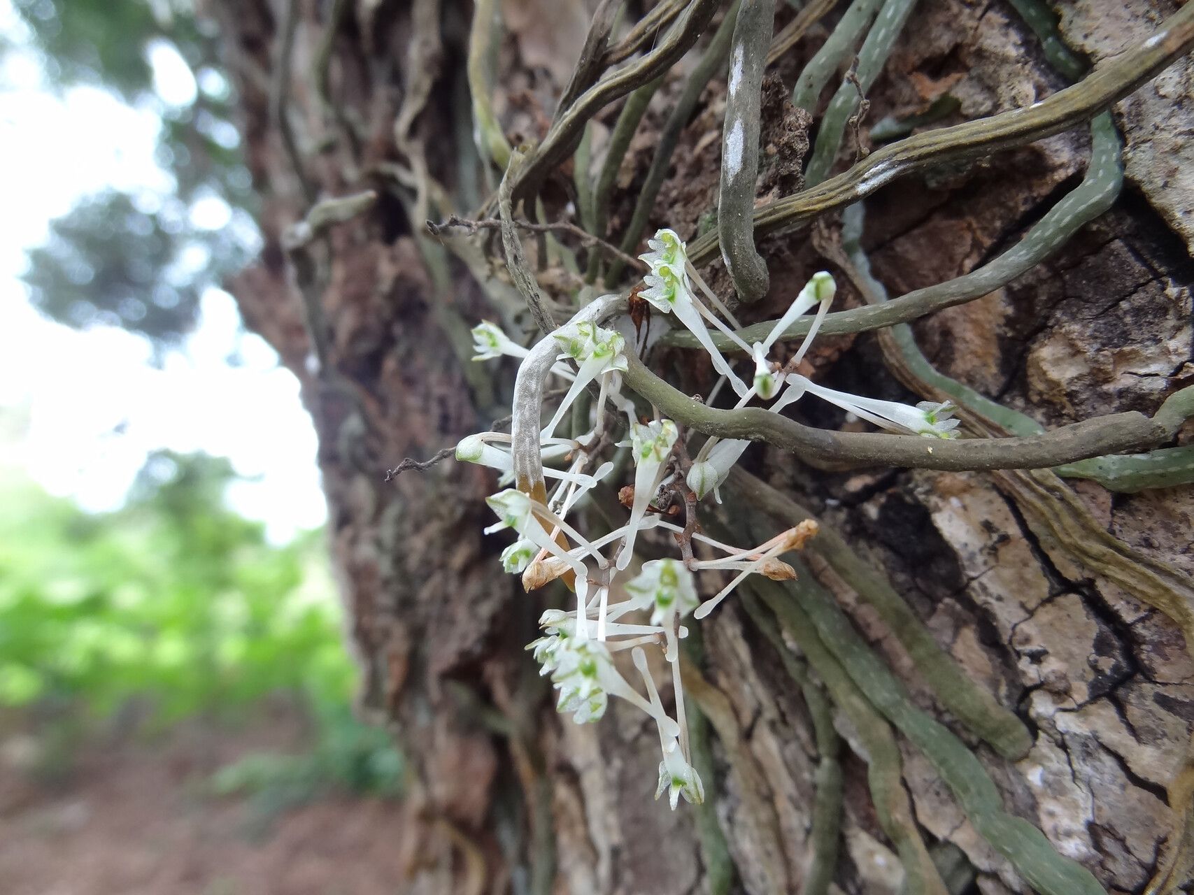 Microcoelia physophora — houseplant care guide