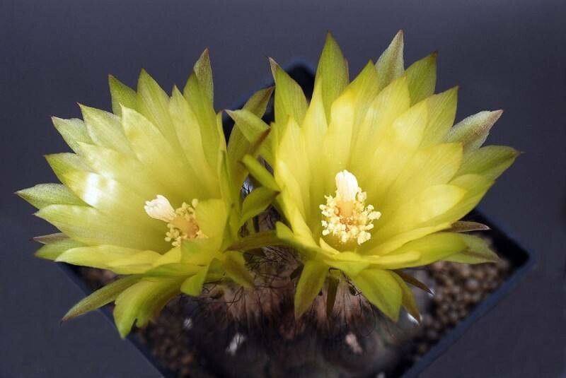 Eriosyce tenebrica flower