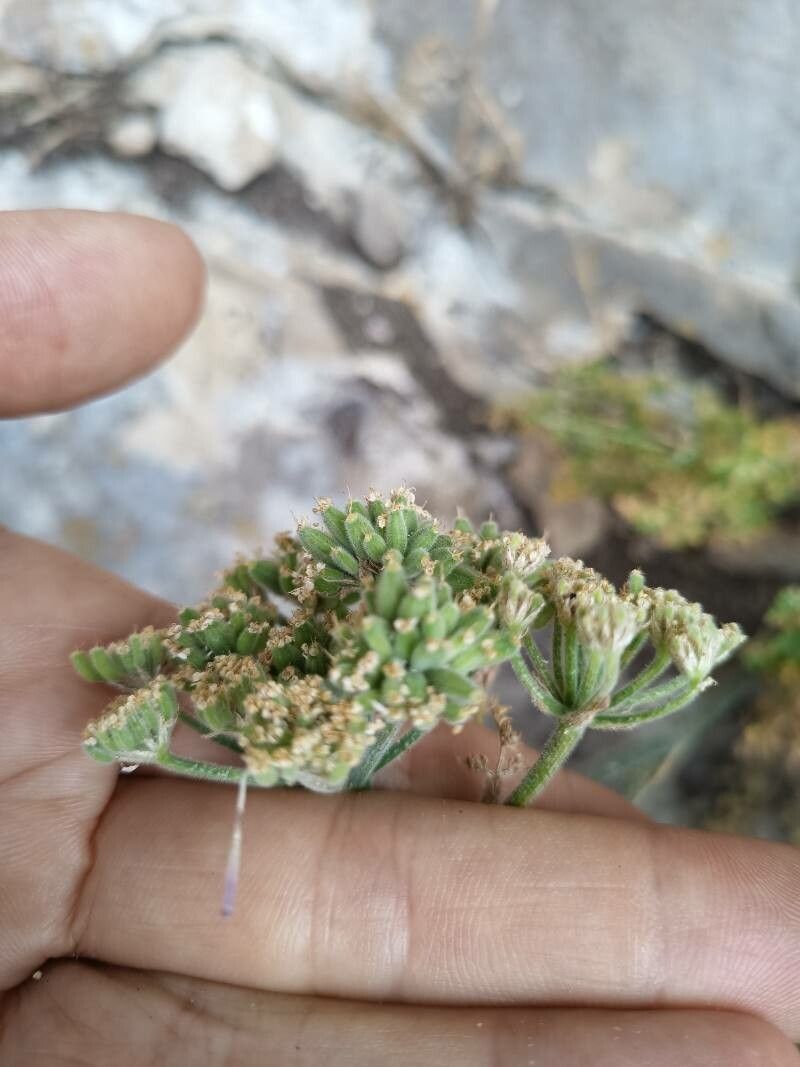 Athamanta sicula fruit