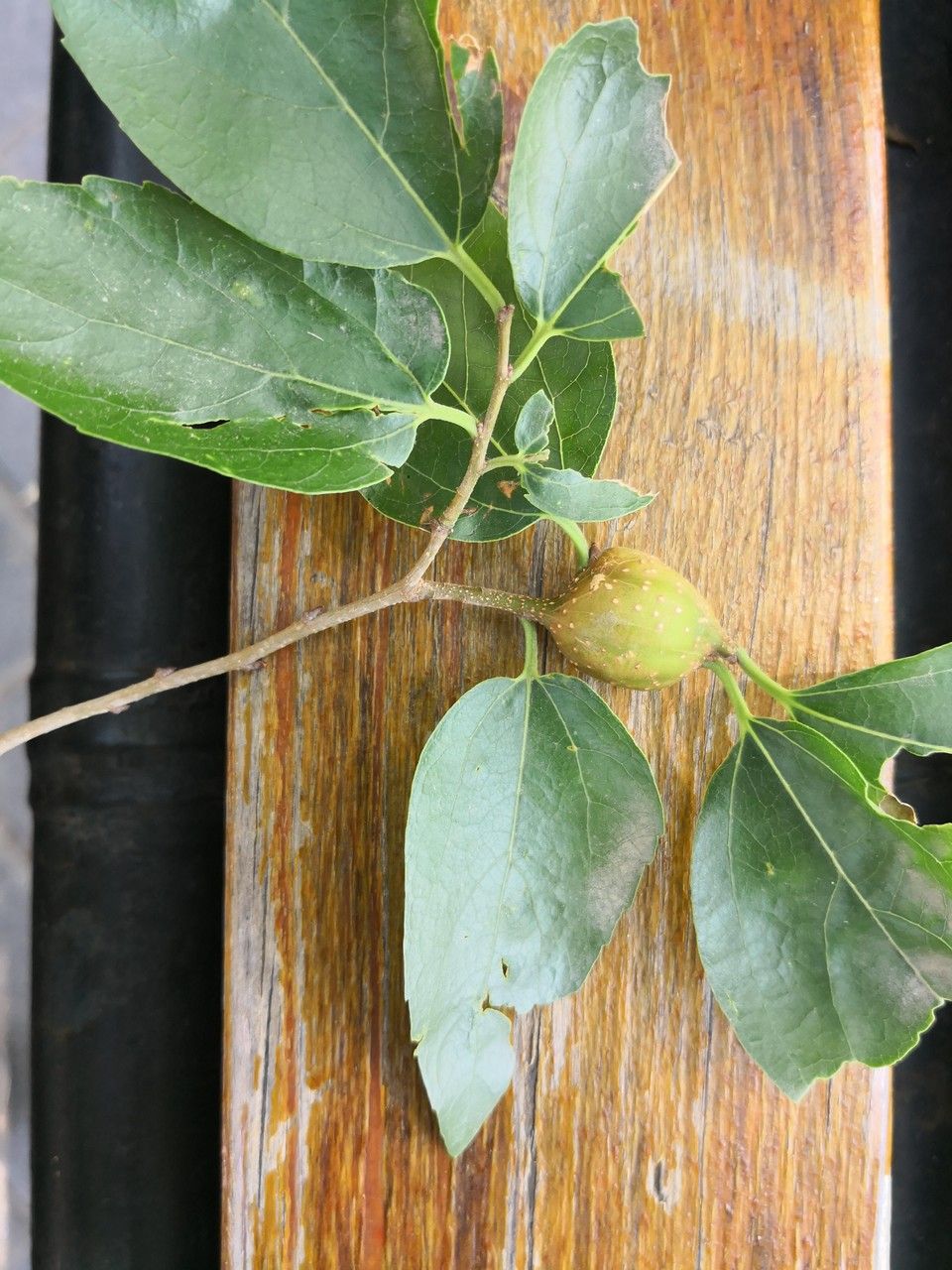 Celtis bungeana leaf