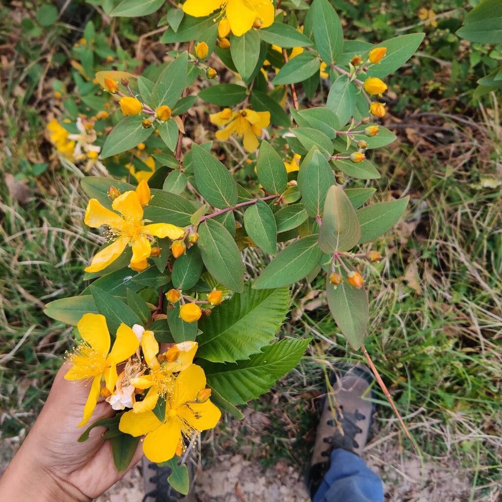 Hypericum oblongifolium — houseplant care guide