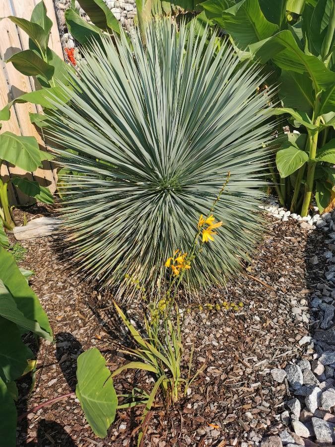 Yucca rostrata flower