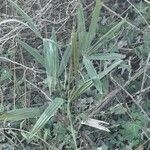 Trachycarpus fortunei