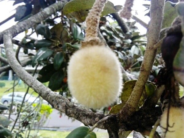 Ruizia boutoniana other