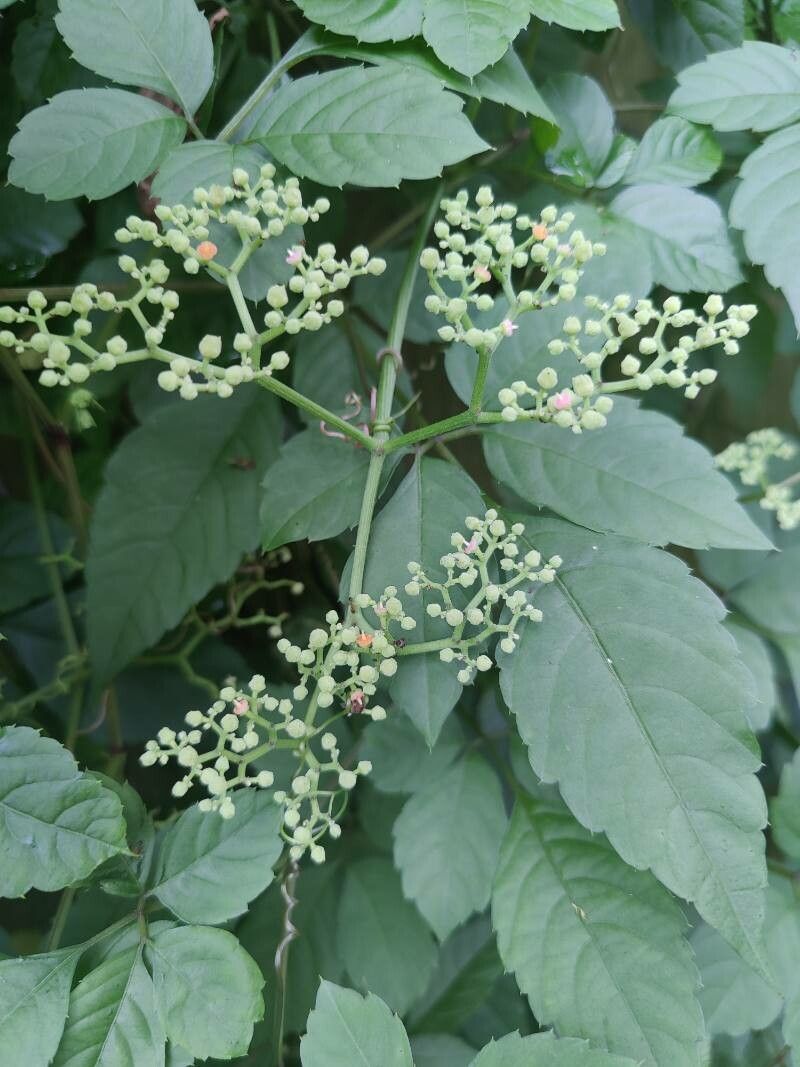 Cayratia japonica fruit