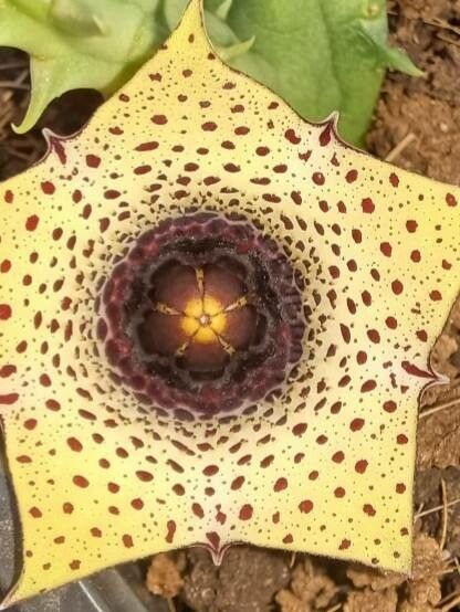 Huernia formosa — search result for 'Huernia'