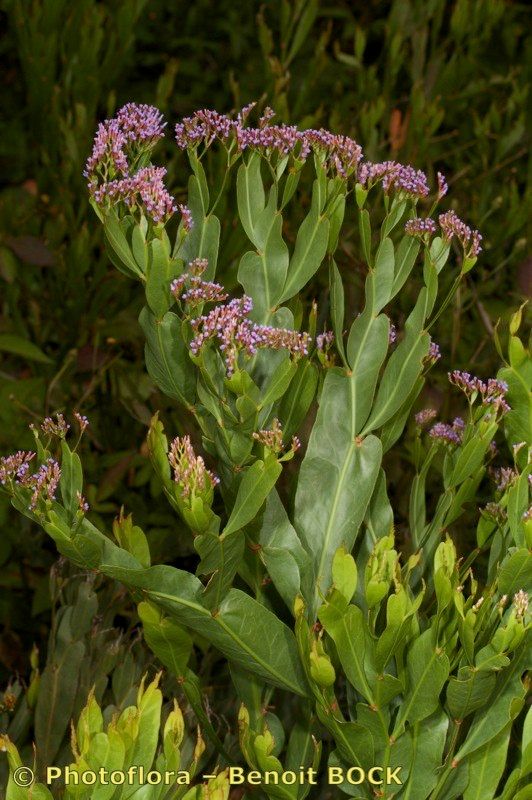Limonium redivivum — houseplant care guide