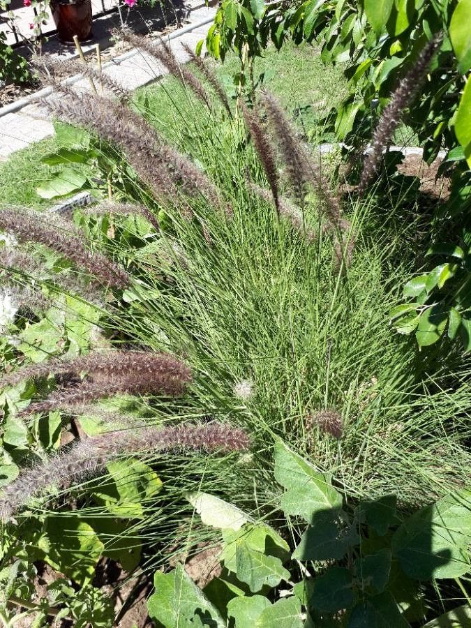 Muhlenbergia lindheimeri flower