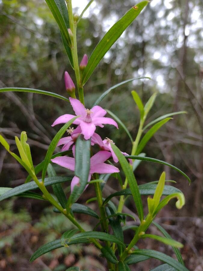 Crowea saligna flower