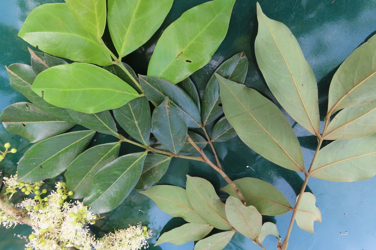 Swartzia nicaraguensis — houseplant care guide