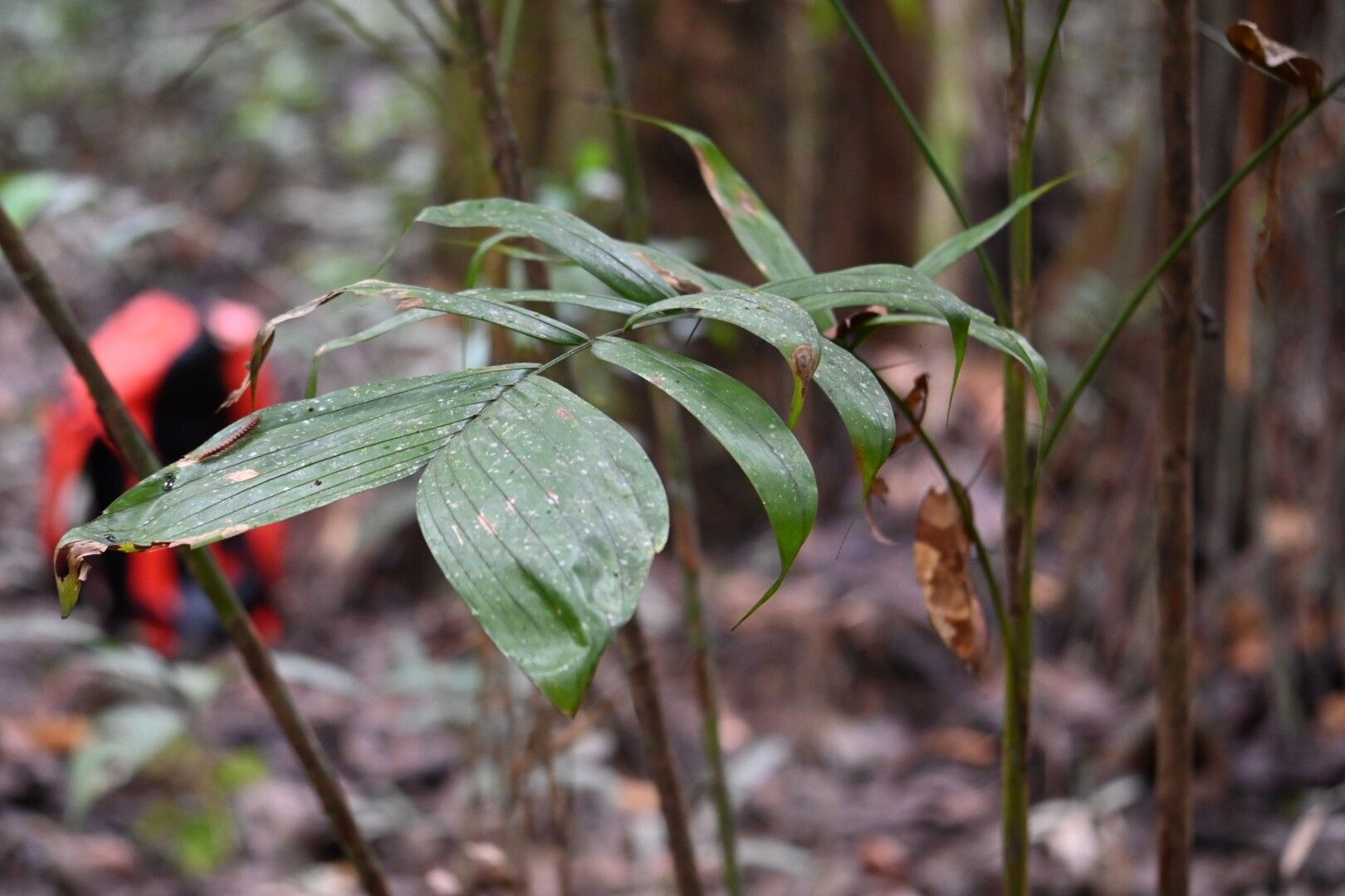 Bactris tomentosa leaf