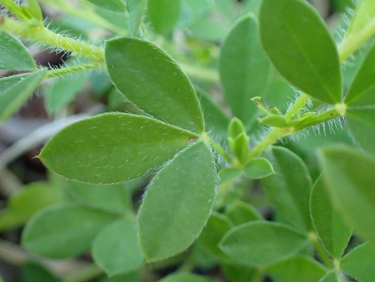 Cytisus lotoides leaf