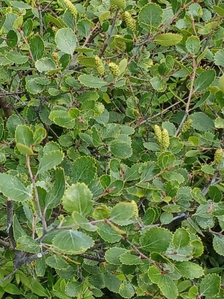 Betula pumila — search result for 'Betula'