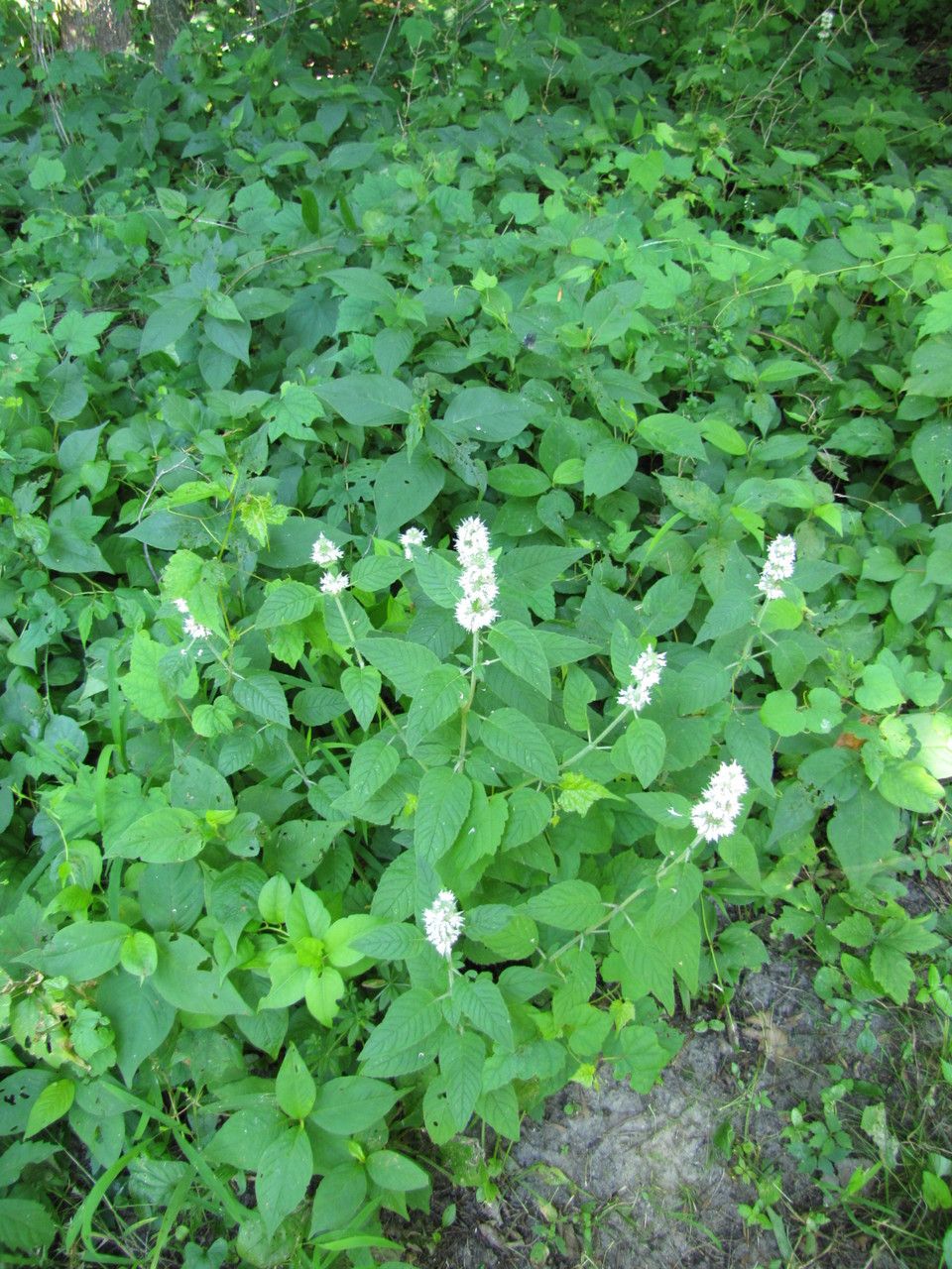 Blephilia hirsuta habit