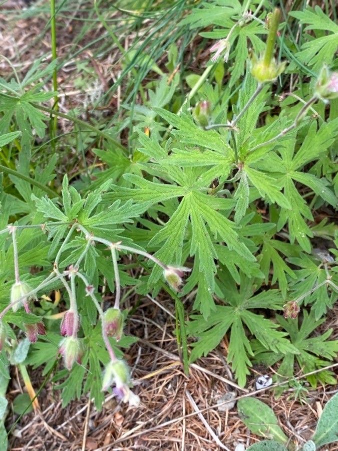 Geranium rivulare leaf