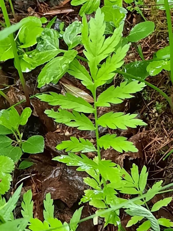 Descurainia tanacetifolia leaf