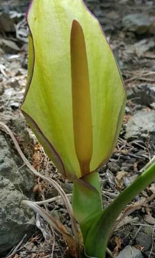 Arum concinnatum