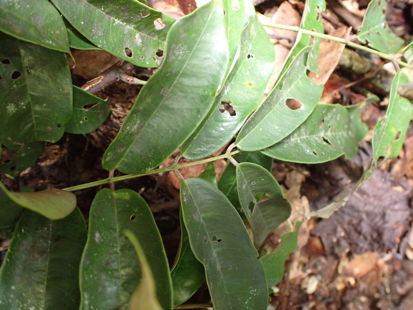 Millettia harmsiana leaf