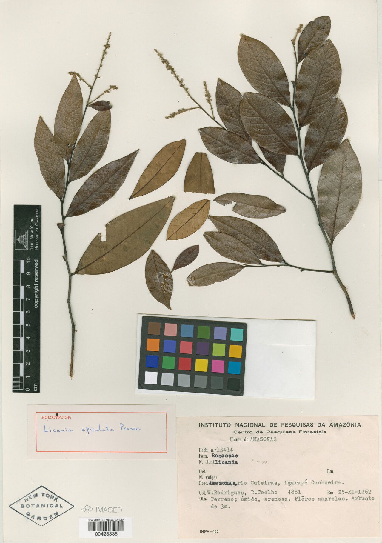 Licania apiculata — related species from the same genus