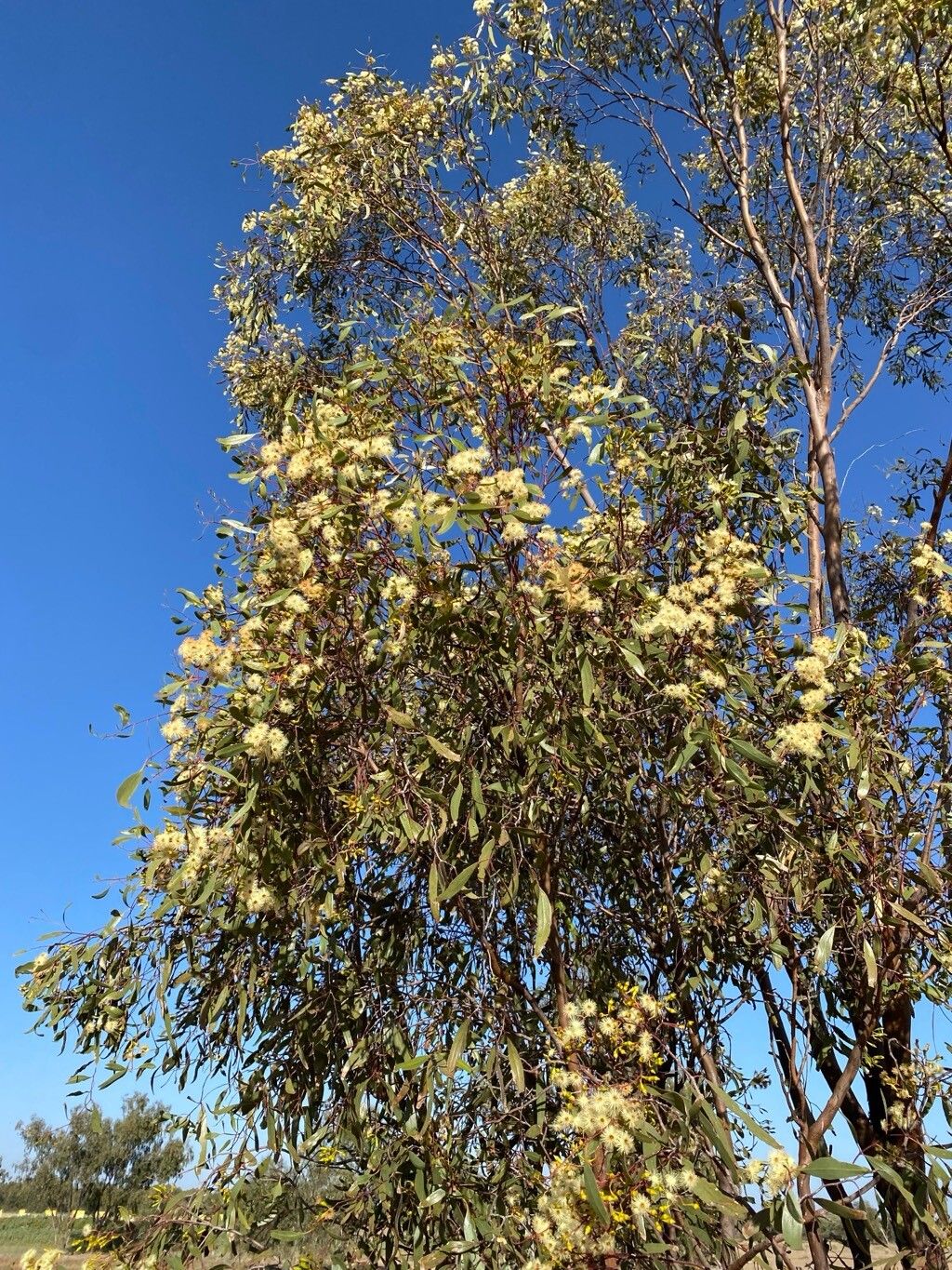 Eucalyptus ochrophloia — houseplant care guide