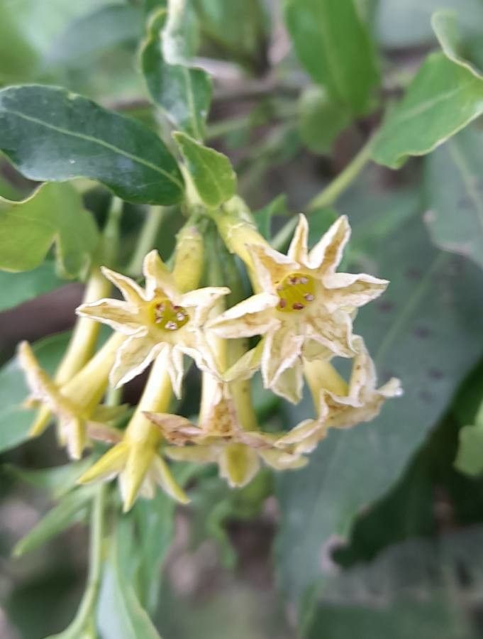 Cestrum euanthes flower
