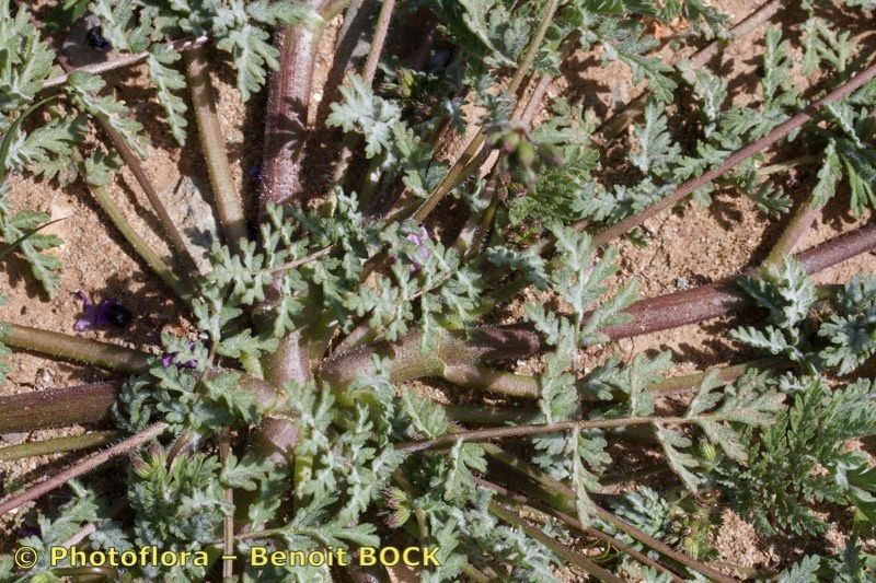 Erodium stellatum habit
