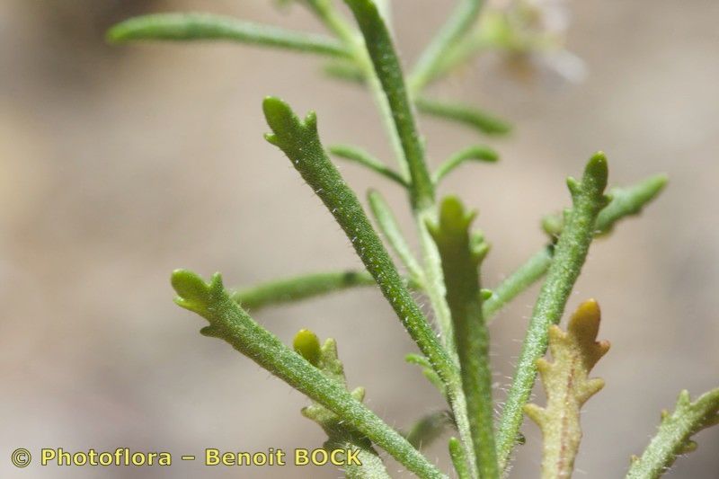 Iberis nazarita other