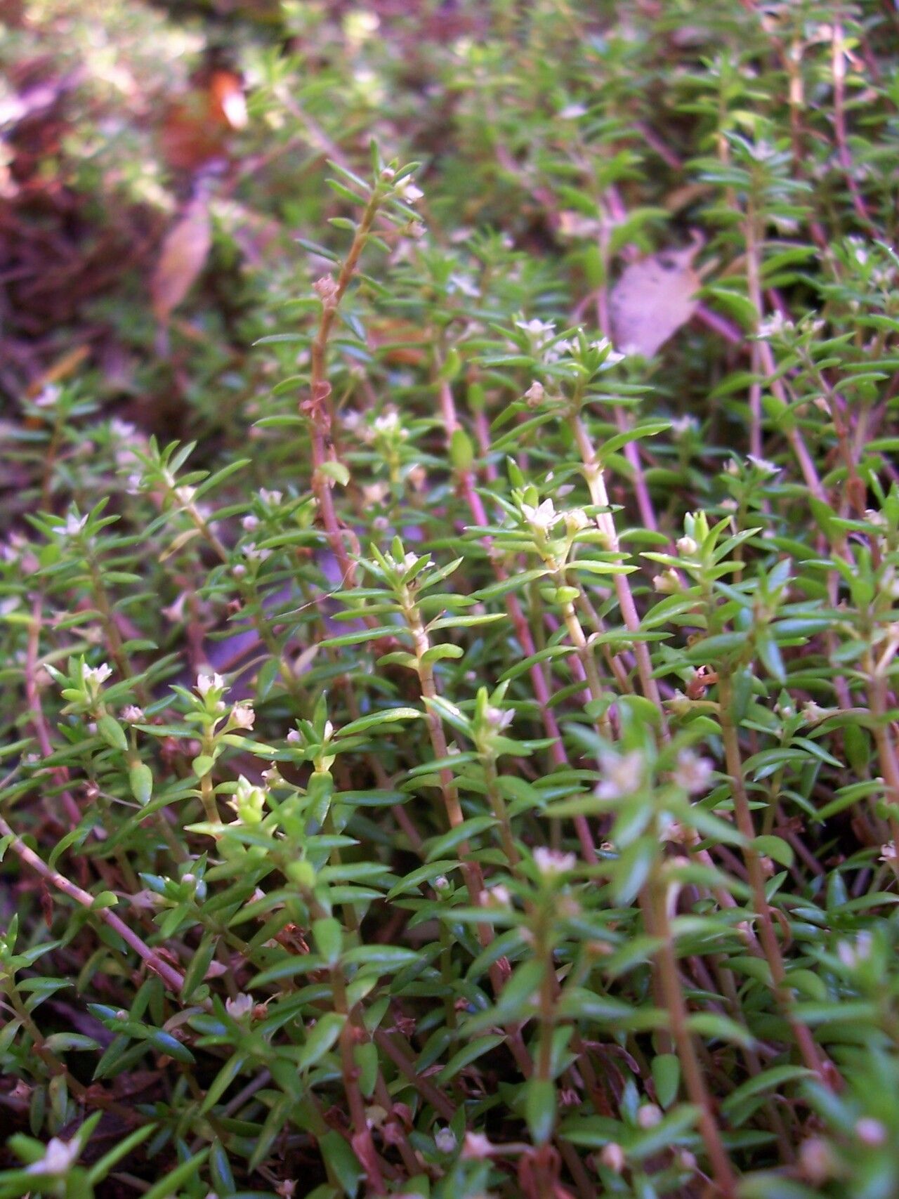 Crassula helmsii habit