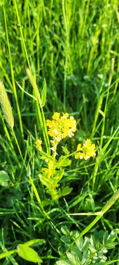 Barbarea stricta flower