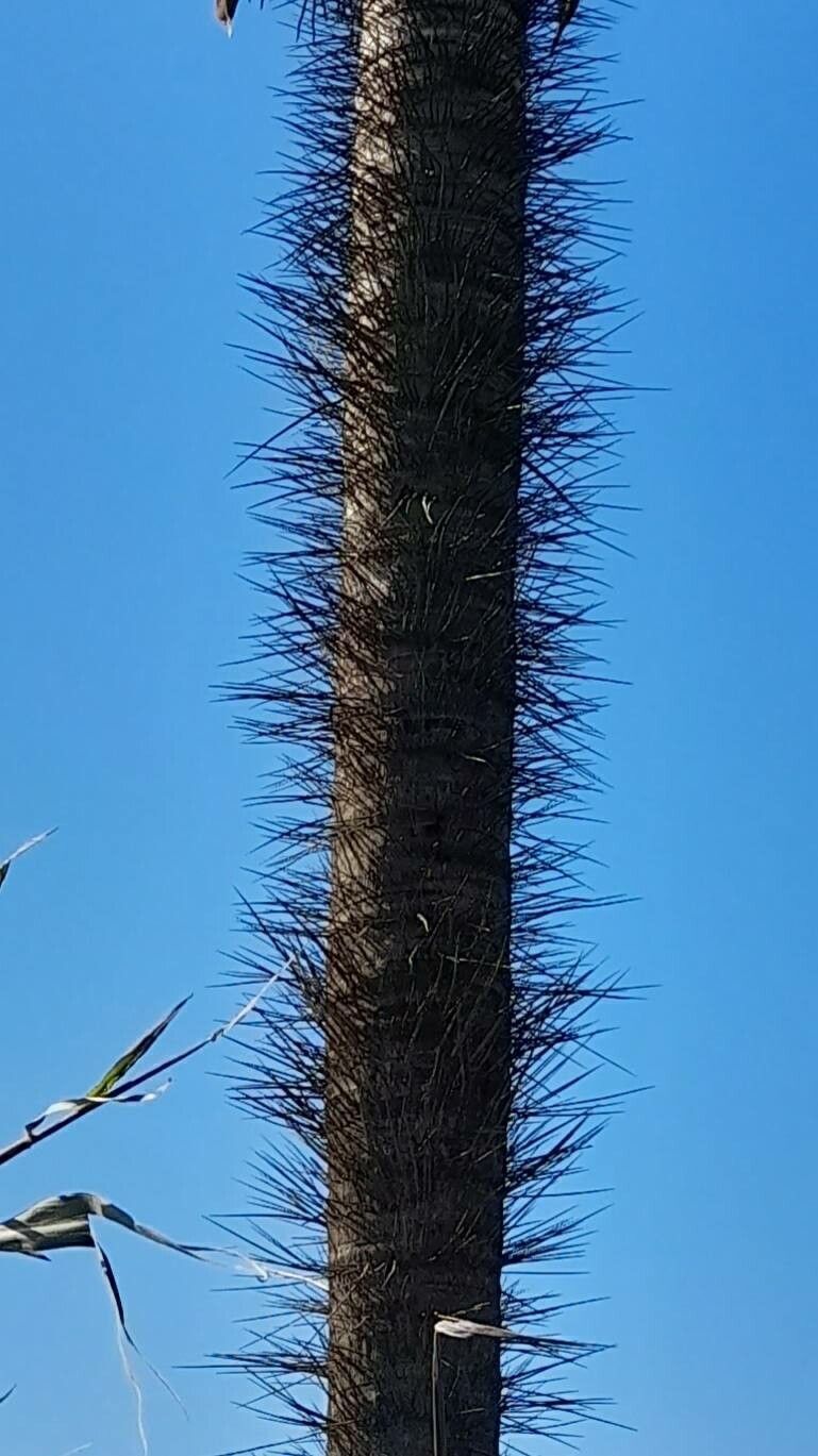 Acrocomia aculeata bark