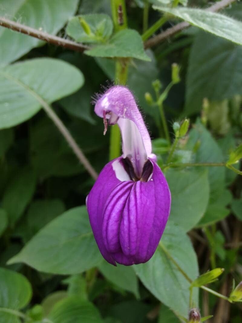 Brillantaisia lamium flower